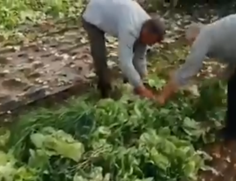 Poljoprivrednici ispaštaju zbog zabrane kretanja! (VIDEO)
